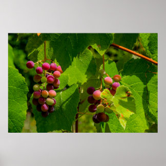 Póster Vigne Isabelle