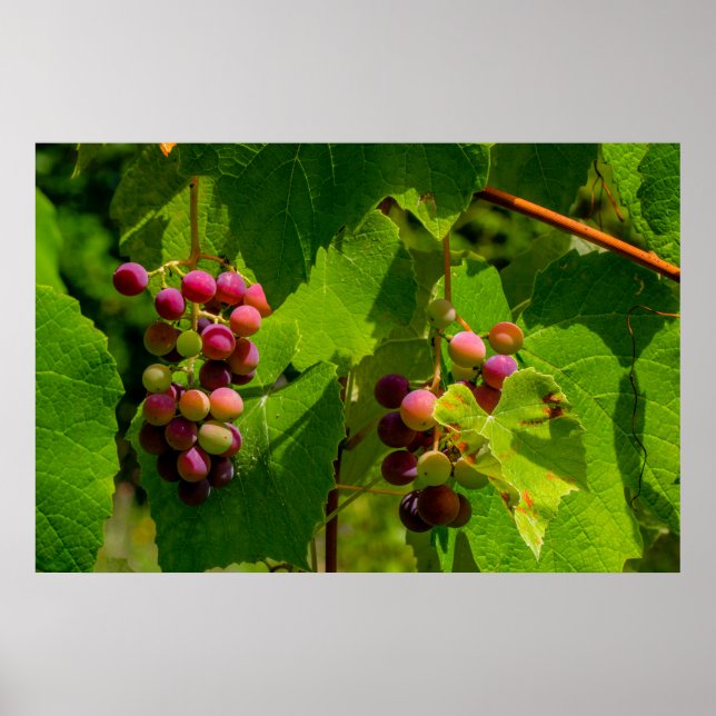 Póster Vigne Isabelle (Frente)