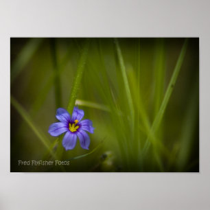 Póster Vignette Purple Wildflower