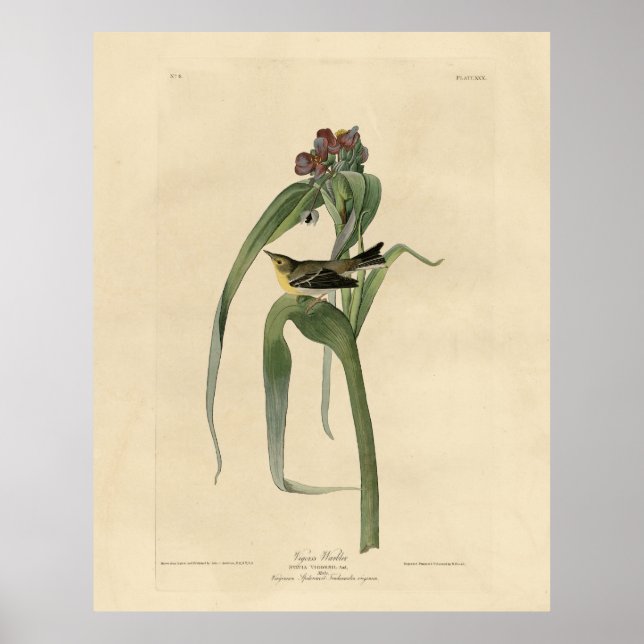 Póster Vigors Vireo (Pine Warbler) Aves Audubon América (Frente)