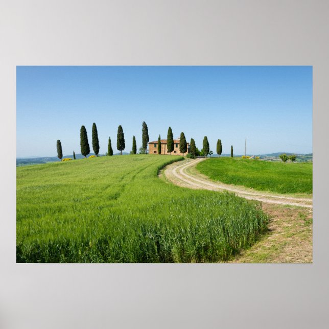 Póster Villa de granja con cipreses en Toscana (Frente)