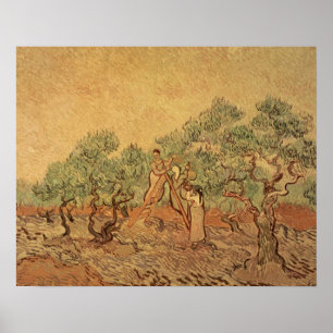 Póster Vincent van Gogh   El Olivar, 1889