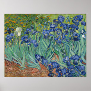 Póster Vincent Van Gogh Irises