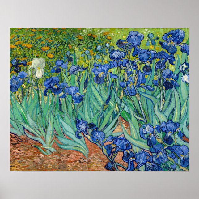 Póster Vincent Van Gogh - Lirios (Frente)