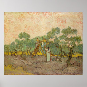 Póster Vincent van Gogh - Mujeres recogiendo aceitunas