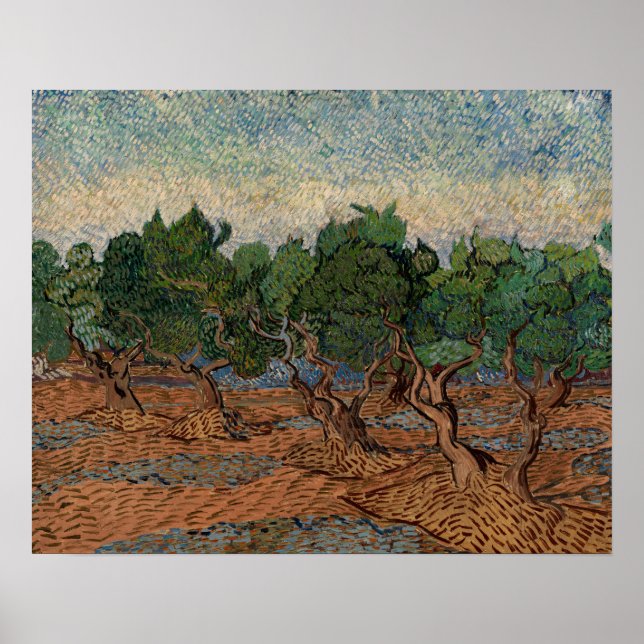Póster Vincent van Gogh - Olivar (Frente)
