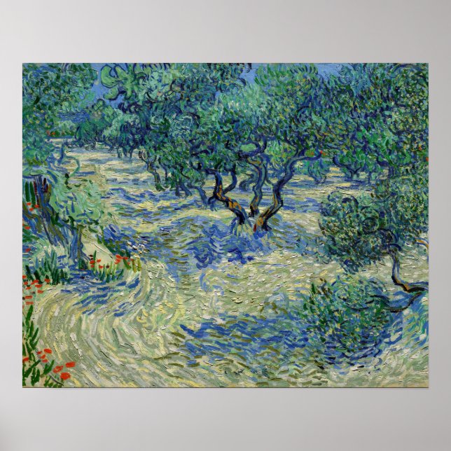 Póster Vincent van Gogh - Olivar (Frente)