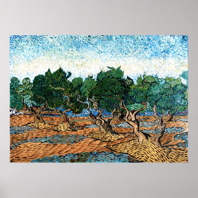 Póster Vincent van Gogh - Olive Grove (Frente)