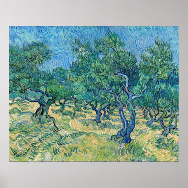 Póster Vincent van Gogh - Olive Grove (Frente)