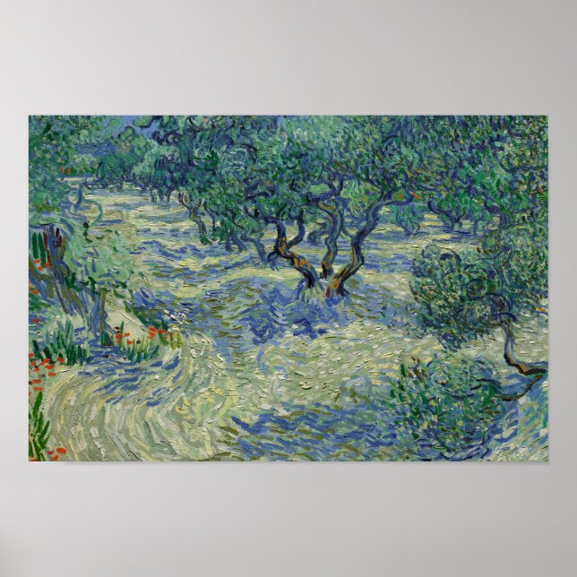 Póster Vincent van Gogh - Olive Orchard (Frente)