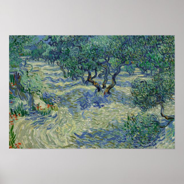 Póster Vincent van Gogh - Olive Orchard (Frente)