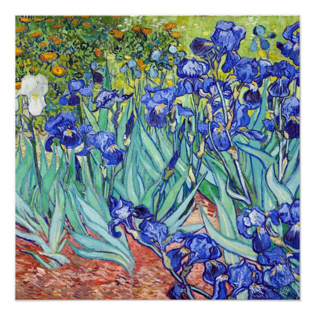 Póster Vincent Van Gogh pintando Irises (Anverso)