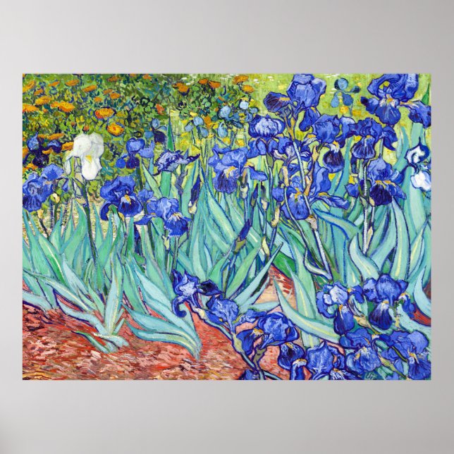 Póster Vincent Van Gogh pintando Irises (Frente)