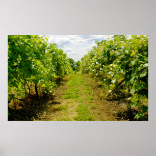 Póster Viñedo