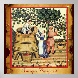 PÓSTER VIÑEDO ANTIGUO DE UVA COSECHA PERGAMINO