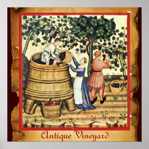 PÓSTER VIÑEDO ANTIGUO DE UVA COSECHA PERGAMINO