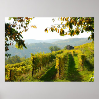 Póster Viñedo cerca de Krems