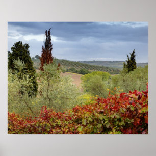 Póster Viñedo cerca de Montalcino, Toscana, Italia