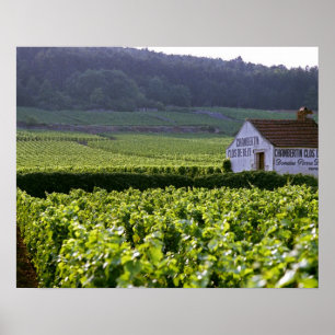 Póster viñedo Chambertin Clos de Beze Grand Cru con