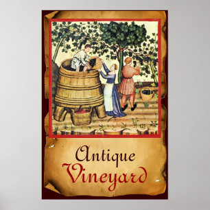 PÓSTER VIÑEDO DE UVA ANTIGUA COSECHA PERGAMINO
