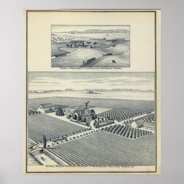 Póster Viñedo Estella Blanca, California (Frente)