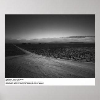 Póster Viñedo Paul Masson a Soledad por Ansel Adams