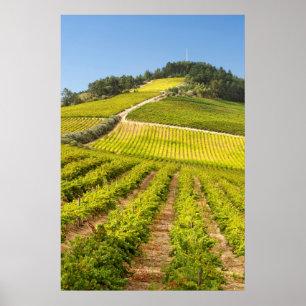 Póster Viñedo, Stellenbosch, Cabo Occidental