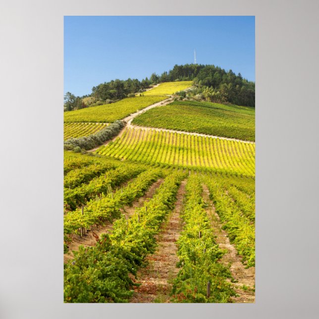 Póster Viñedo, Stellenbosch, Cabo Occidental (Frente)