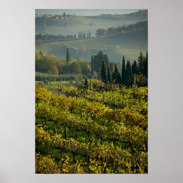 Póster Viñedo, Toscana, Italia (Frente)