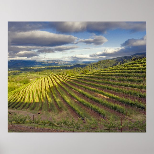 Póster Viñedo. Valle de Napa. Napa. Condado de Napa (Frente)