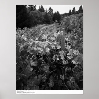 Póster Viñedo y colinas, Draper Vineyard, 1966