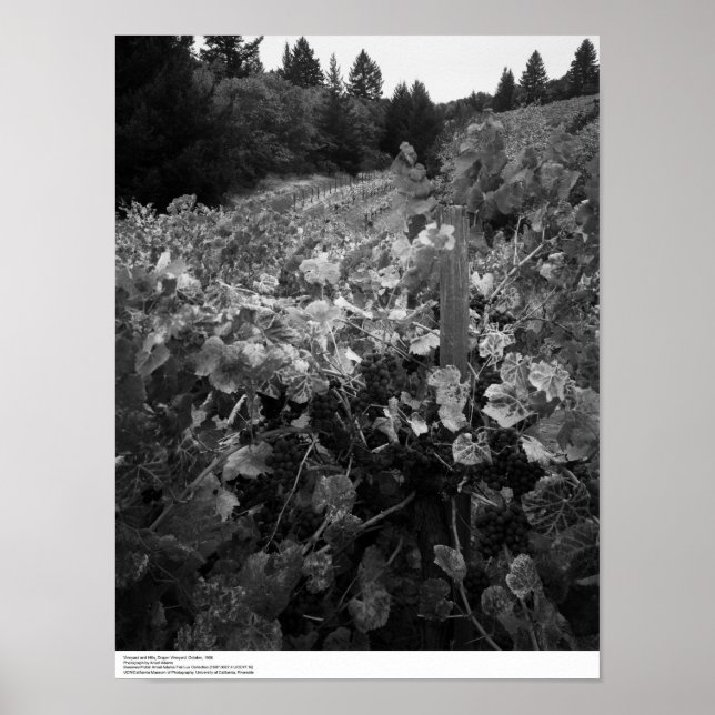 Póster Viñedo y colinas, Draper Vineyard, 1966 (Frente)