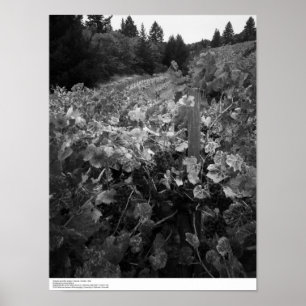 Póster Viñedo y colinas, pañero Vineyard, 1966
