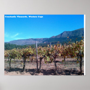Póster Viñedos de Constantia, Cabo Occidental