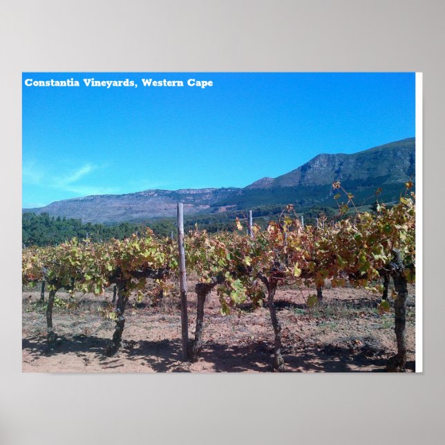 Póster Viñedos de Constantia, Cabo Occidental (Frente)