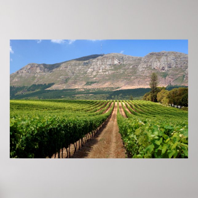 Póster Viñedos de Groot Constantia Wine Estate (Frente)