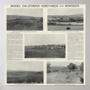 Póster Viñedos modelo, California