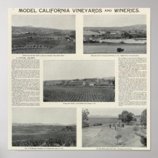 Póster Viñedos Modelo, California