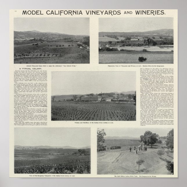 Póster Viñedos Modelo, California (Frente)