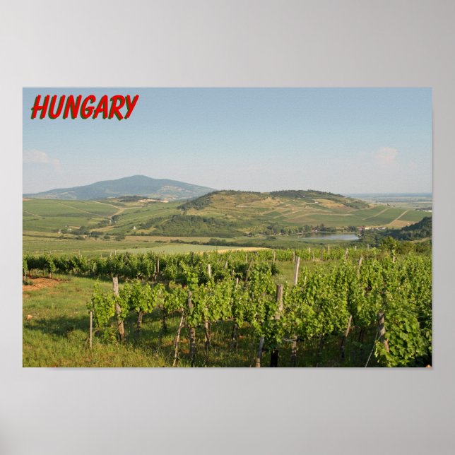 Póster Viñedos Tokaj, Hungría (Frente)