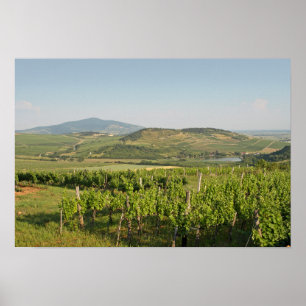 Póster Viñedos Tokaj, Hungría