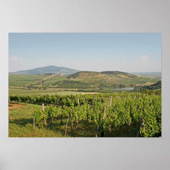 Póster Viñedos Tokaj, Hungría (Frente)