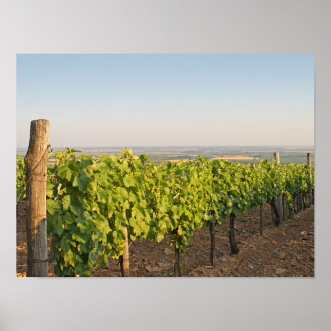 Póster Viñedos Tokaj, Hungría (Frente)