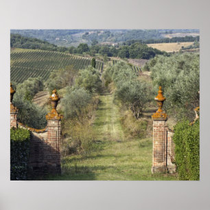 Póster Viñedos, Toscana, Italia