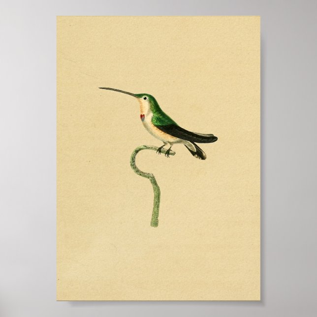 Póster Viñeta 1830 Colibrí Imprimir verde (Frente)