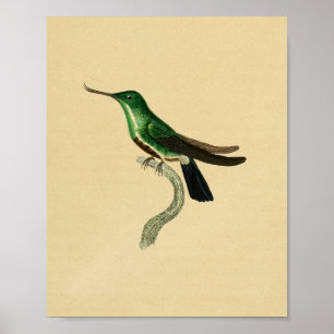 Póster Viñeta 1830 Colibrí Imprimir verde