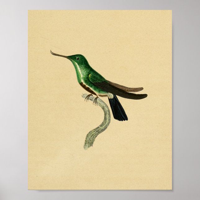 Póster Viñeta 1830 Colibrí Imprimir verde (Frente)