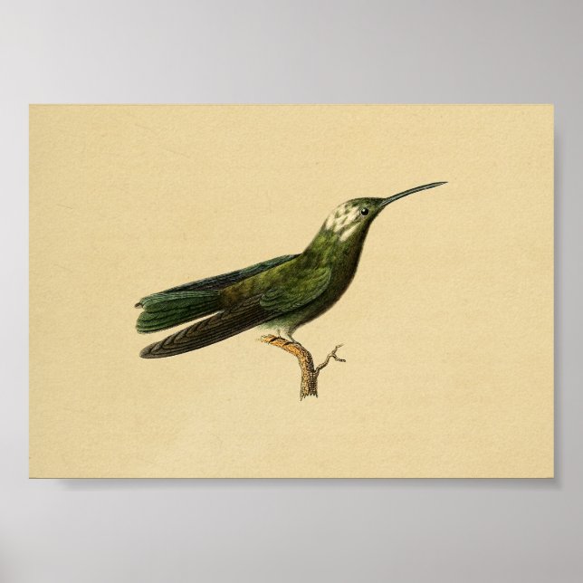 Póster Viñeta 1830 Colibrí Imprimir verde (Frente)