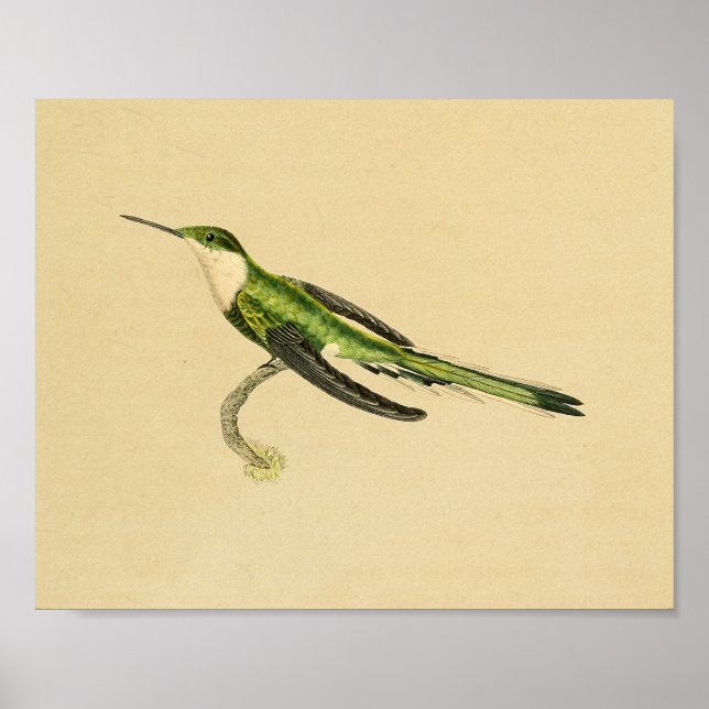 Póster Viñeta 1830 Colibrí Imprimir verde negro (Frente)