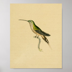 Póster Viñeta 1830 Colibrí Imprimir verde negro